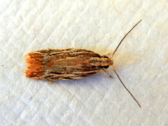 Ardozyga furcifera