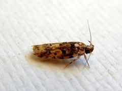 Ardozyga sodalisella
