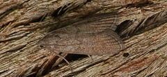 Heteromicta pachytera