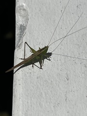 Conocephalomima barameda