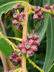 Eucalyptus nitens