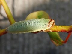 Paropsisterna crocata
