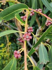 Eucalyptus nitens