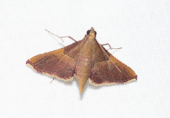 Endotricha mesenterialis