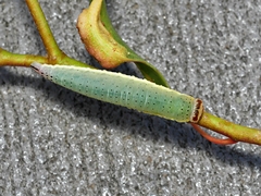 Paropsisterna crocata