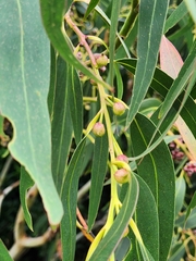 Eucalyptus nitens
