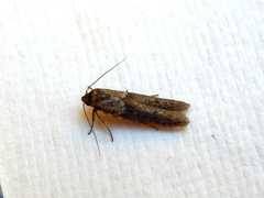 Blastobasis tanyptera