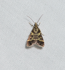 Scoparia spelaea