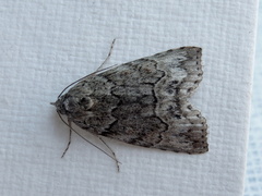 Calathusa basicunea