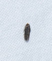Nepticuloidea