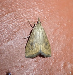 Udea ferrugalis