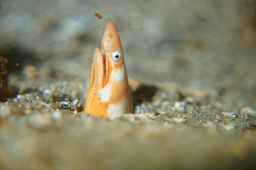 Yellowtail snake eel (Apterichtus flavicaudus) — Ophichthidae