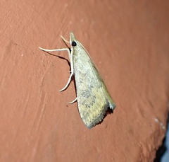 Udea ferrugalis