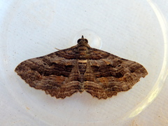 Chrysolarentia severata