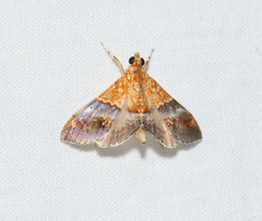 Tetracona amathealis