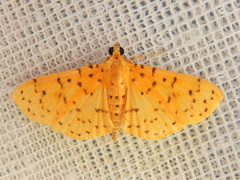 Conogethes punctiferalis