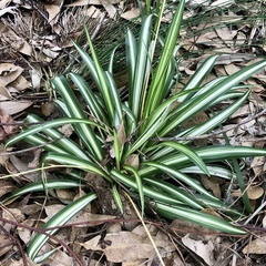 Chlorophytum comosum