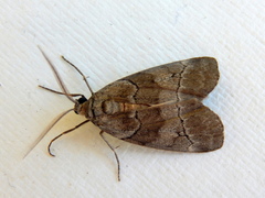 Corula geometroides