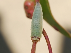 Paropsisterna crocata