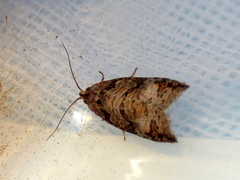 Cryptoptila australana
