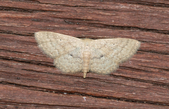 Scopula hypochra
