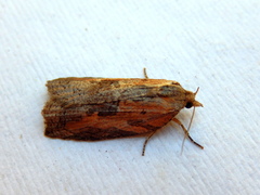 Cryptoptila immersana