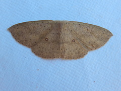 Cyclophora turneri