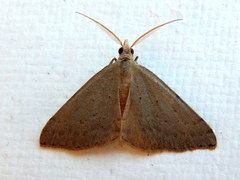 Dichromodes usurpatrix