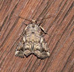 Pseudogyrtona fulvana