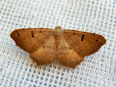 Dissomorphia australiaria