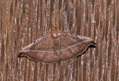 Corgatha ancistrodes