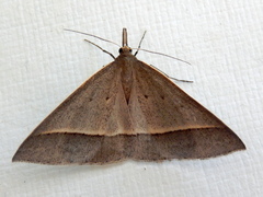 Epidesmia hypenaria