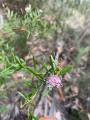Grevillea gariwerdensis