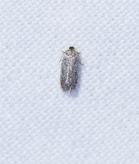 Nepticuloidea