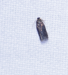 Nepticuloidea