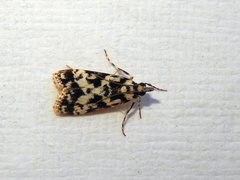 Eudonia aphrodes