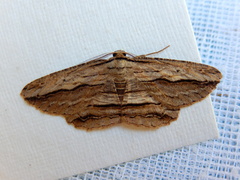 Euphronarcha luxaria