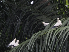 Ducula bicolor