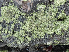 Hypocenomyce scalaris