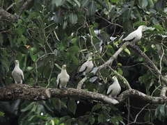 Ducula bicolor