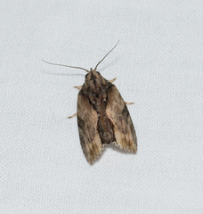 Etanna breviuscula