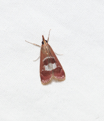 Syntonarcha iriastis