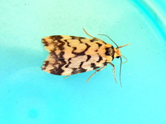 Goniosema anguliscripta