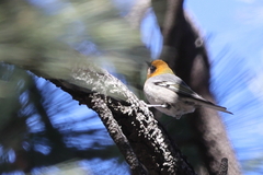 Peucedramus taeniatus