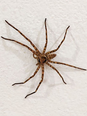 Heteropoda venatoria