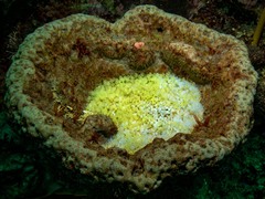 Pycnoclavella tabella