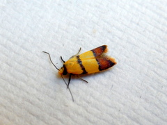 Heteroteucha distephana