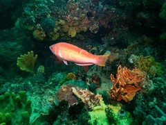 Pseudolabrus rubicundus