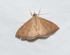 Hyalobathra crenulata