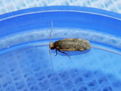 Hoplostega ochroma